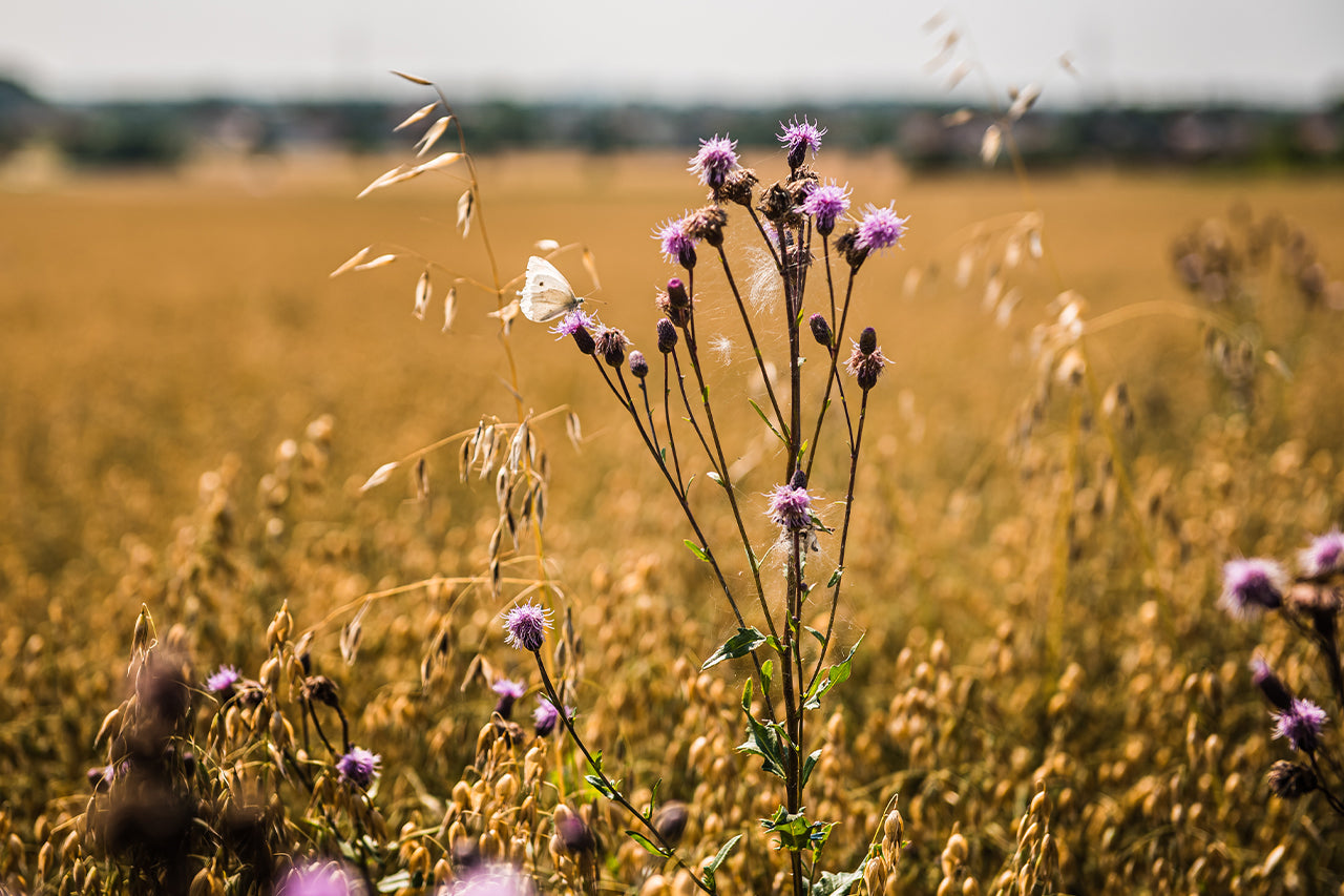 Nahaufnahme von einer Pflanze mit violetten Blüten, die in einem Bio-Haferfeld wächst. In der Mitte sitzt ein weißer Schmetterling auf einer Blüte.